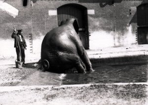 Elefante che fa il bagno da Frederick William Bond